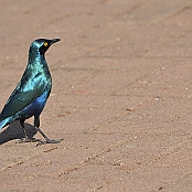 "Greater Blue-eared Glossy-Starling" Kruger National Park, South Africa